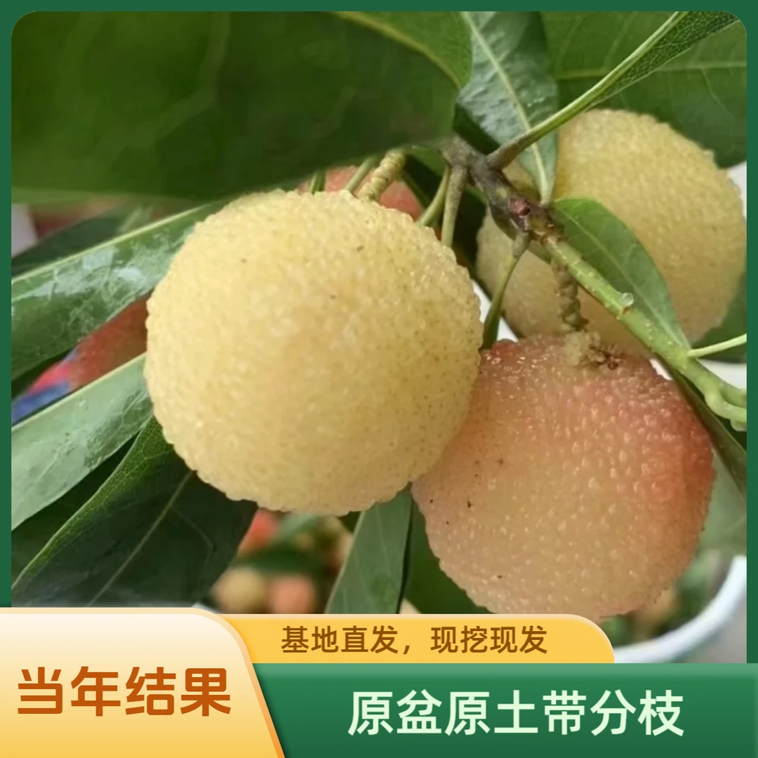 v水晶白杨梅苗嫁接苗杨梅苗盆栽地栽庭院四季常青当年结果耐寒