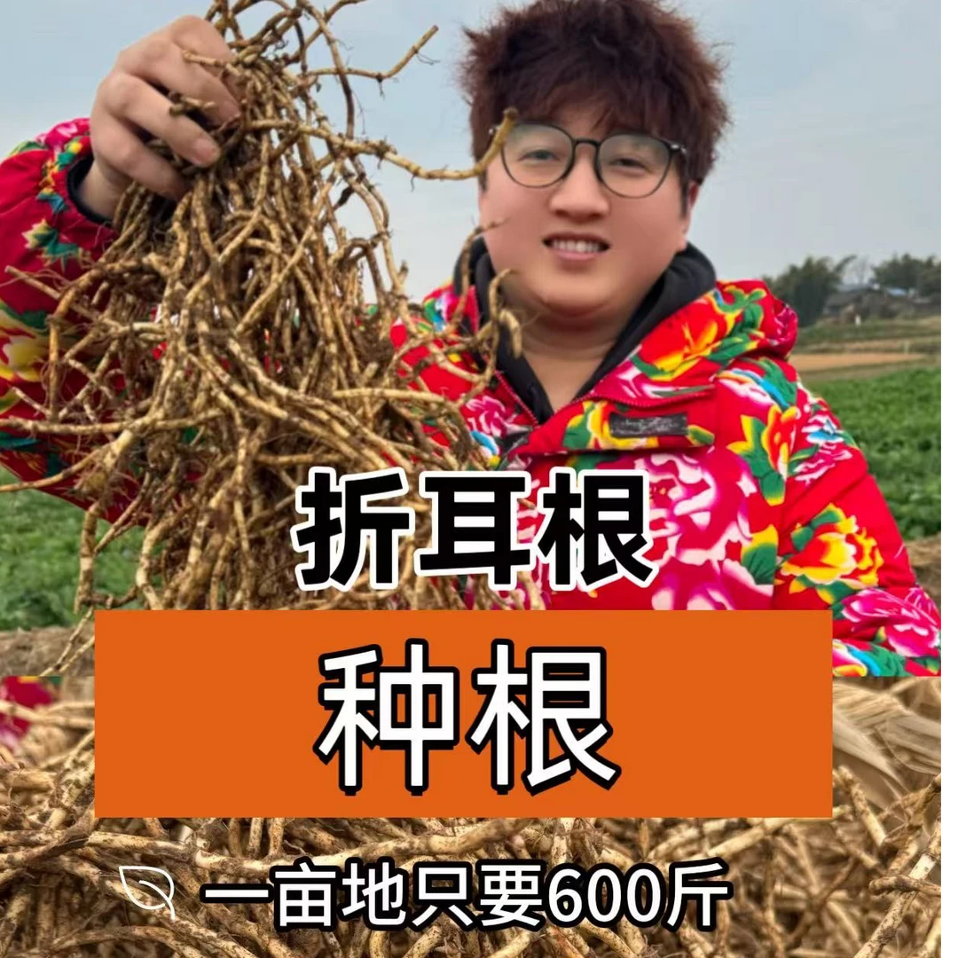 四川折耳根鱼腥草种根1-4月可种