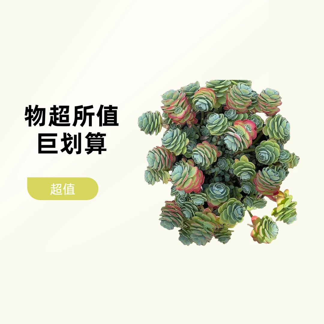 大圆叶薄化妆  熊猫多肉（满19包邮）脱土发  庭院美观  净化空气