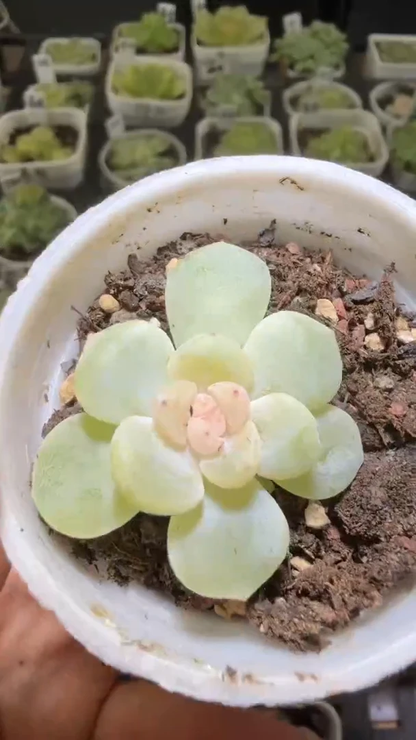 1473  2909多肉植物