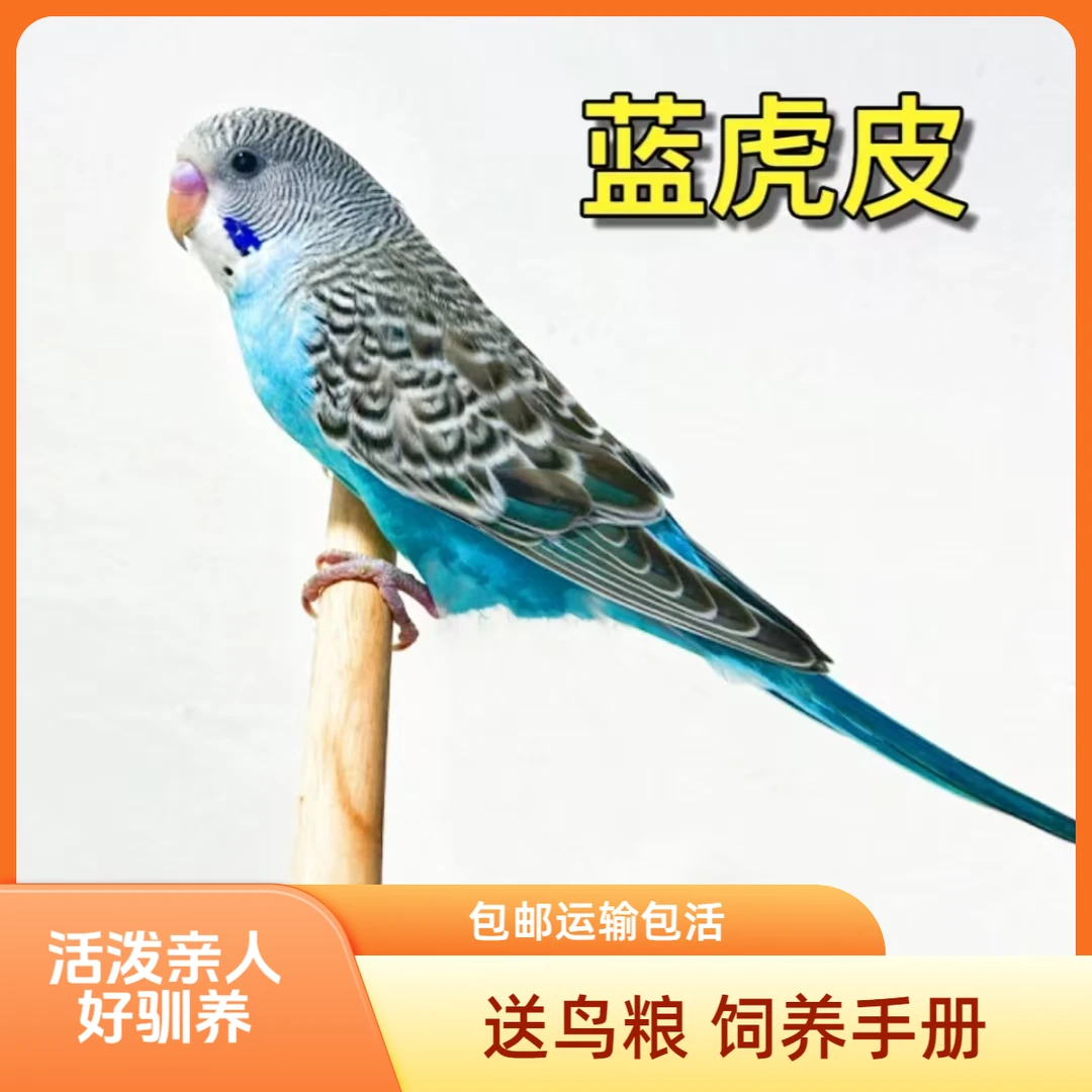 单种颜色两只虎皮鹦鹉链接