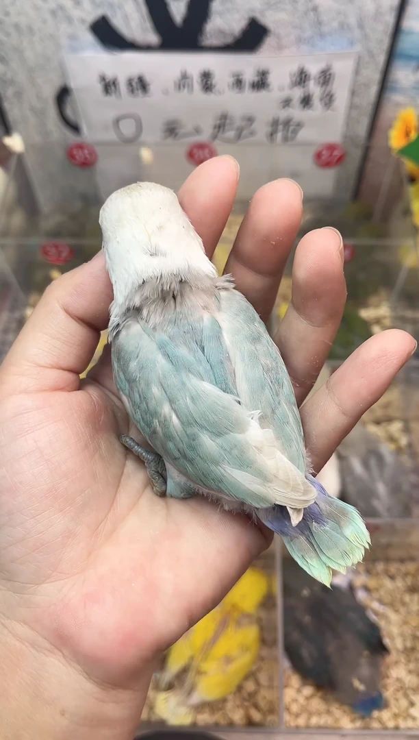 桃脸牡丹鹦鹉牡丹鹦鹉