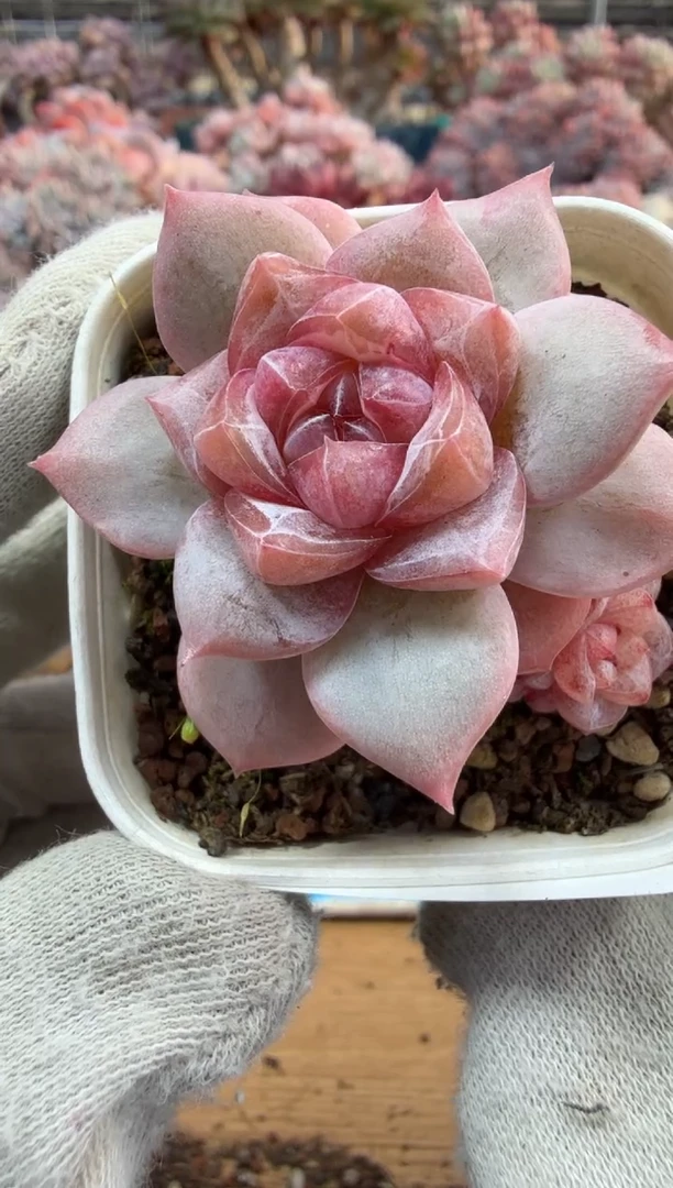 东云多肉园三号店-141