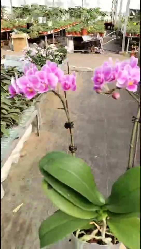 完全开放微微开品