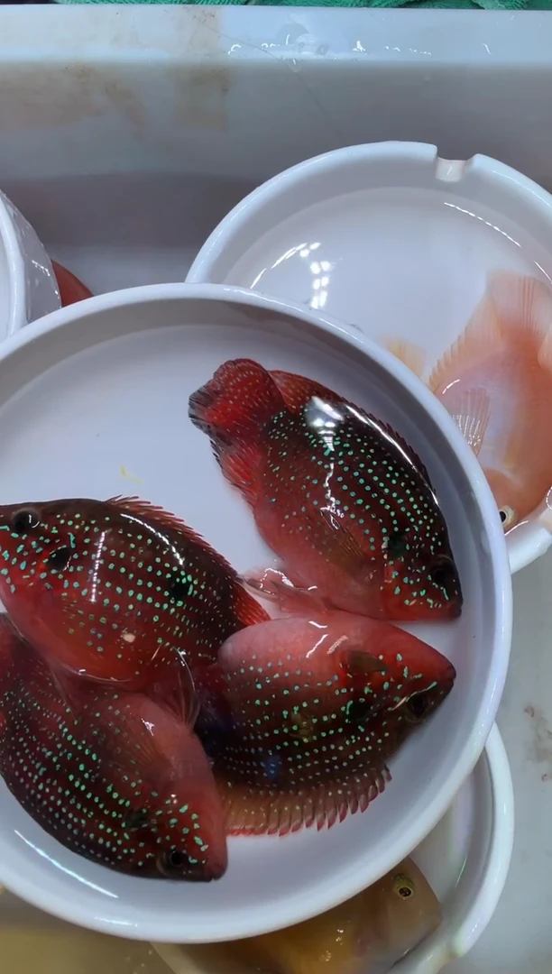 红宝石鱼红宝石4条