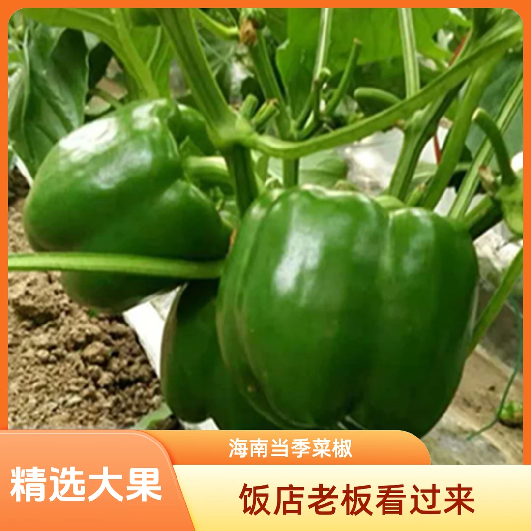 【六姑娘专属】海南助农圆青椒炒菜生吃新鲜不辣地里直发4.5/10斤