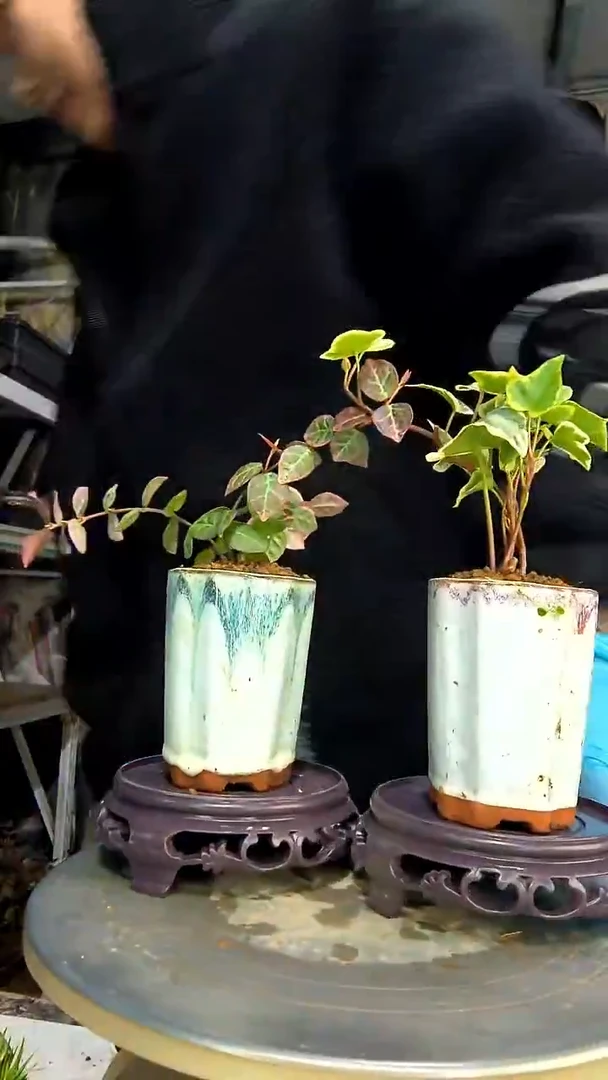 大****姐中青园艺一物一拍花38