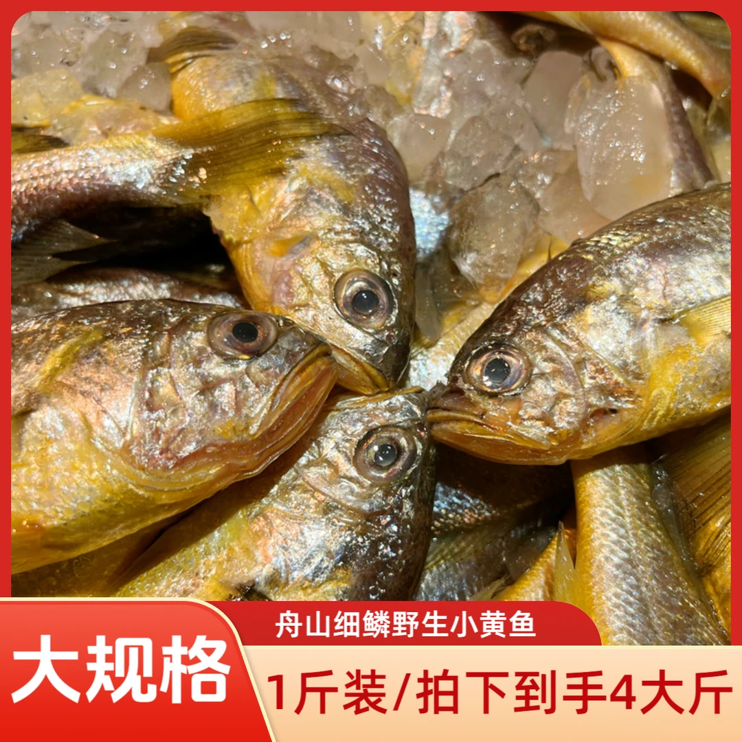【大规格】舟山海捕 细鳞小黄鱼 黄花鱼 深海海捕1斤/包装 鲜嫩可口