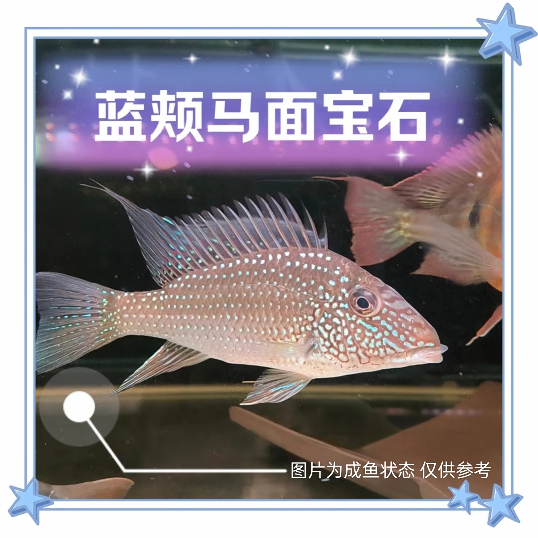 小型热带观赏鱼 鲷科鱼 蓝颊马面关刀