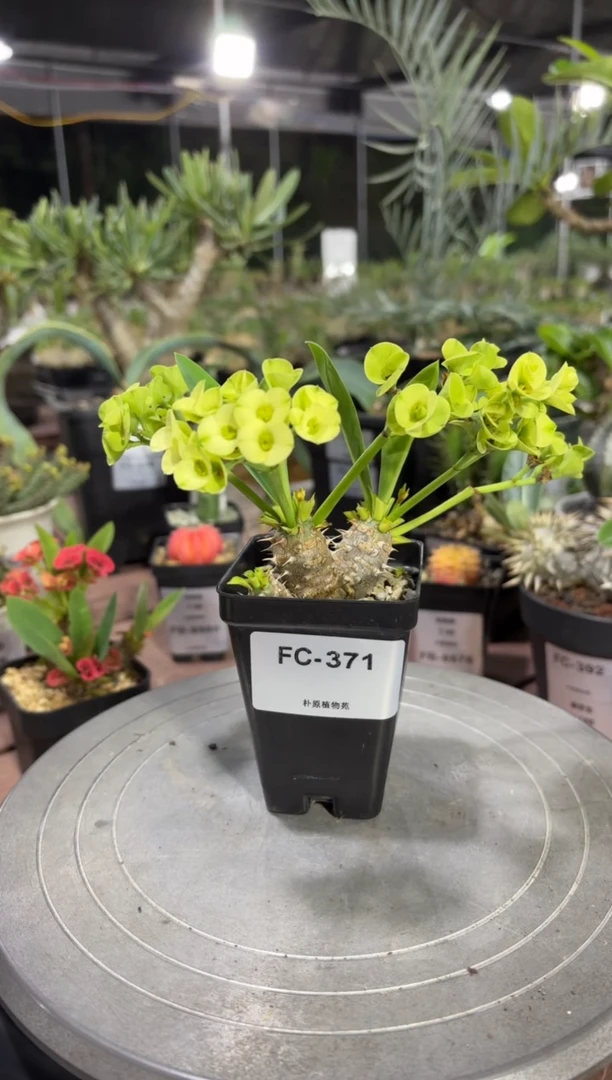 美花大戟FC-371