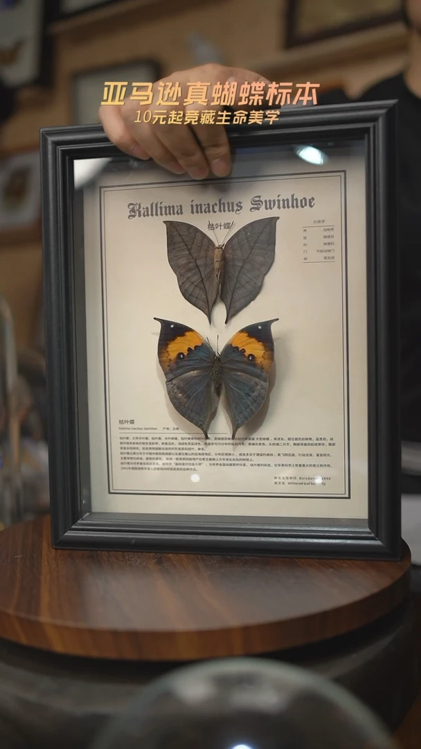 有机玻璃枯叶蝶正反两只中文版10寸欧式框
