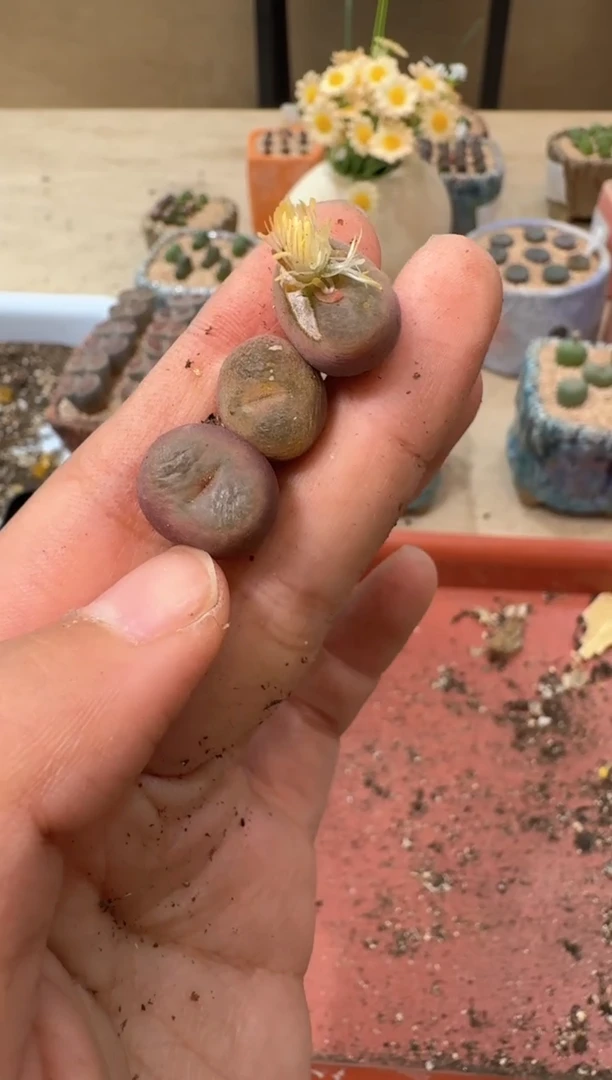 l****蔡多肉植物肉锥22-87十三春韵