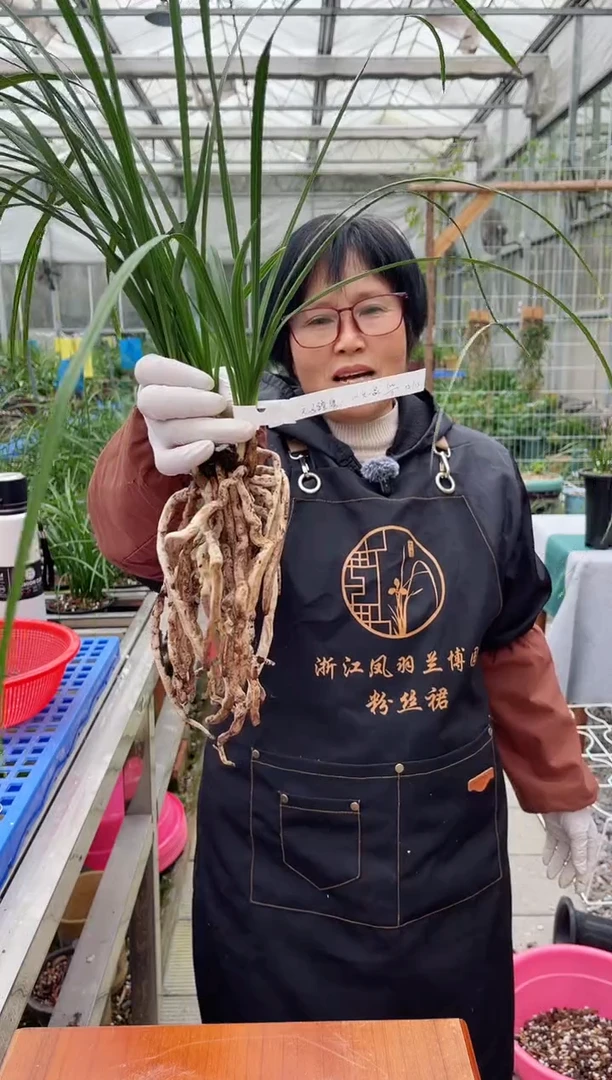 当前无花朵，栽培后可花朵兔**鹰大一品，，，兔子蹬鹰