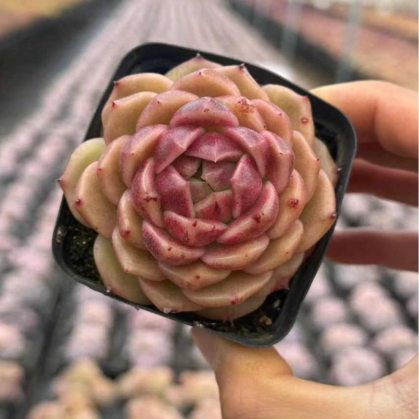 7#石榴单头双头混发 多肉植物 前男友精品多肉