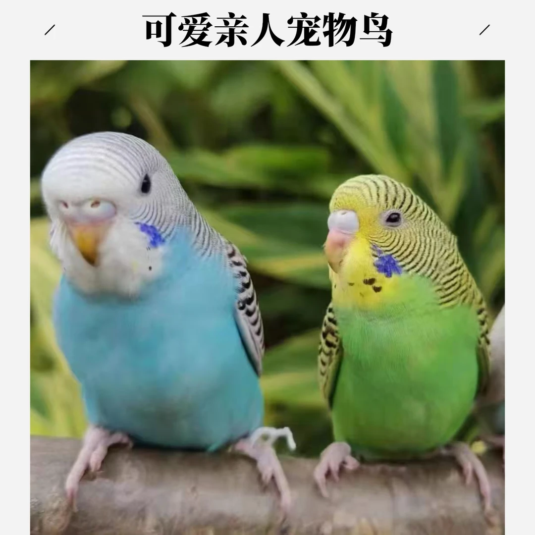 虎皮鹦鹉活体宠物鸟手养齐毛宠物鹦鹉可繁殖下蛋说话观赏鸟