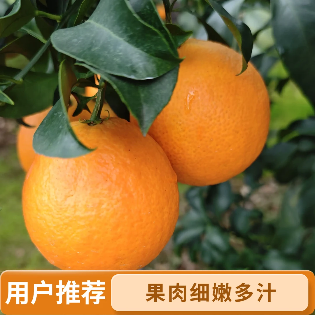 四川爱媛38号果冻橙新鲜采摘果肉细嫩皮薄多汁现摘现发新鲜可视化