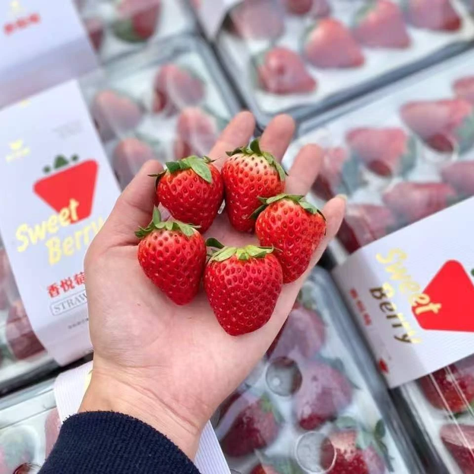 【次日达】空运直达有机双流红颜草莓四川省