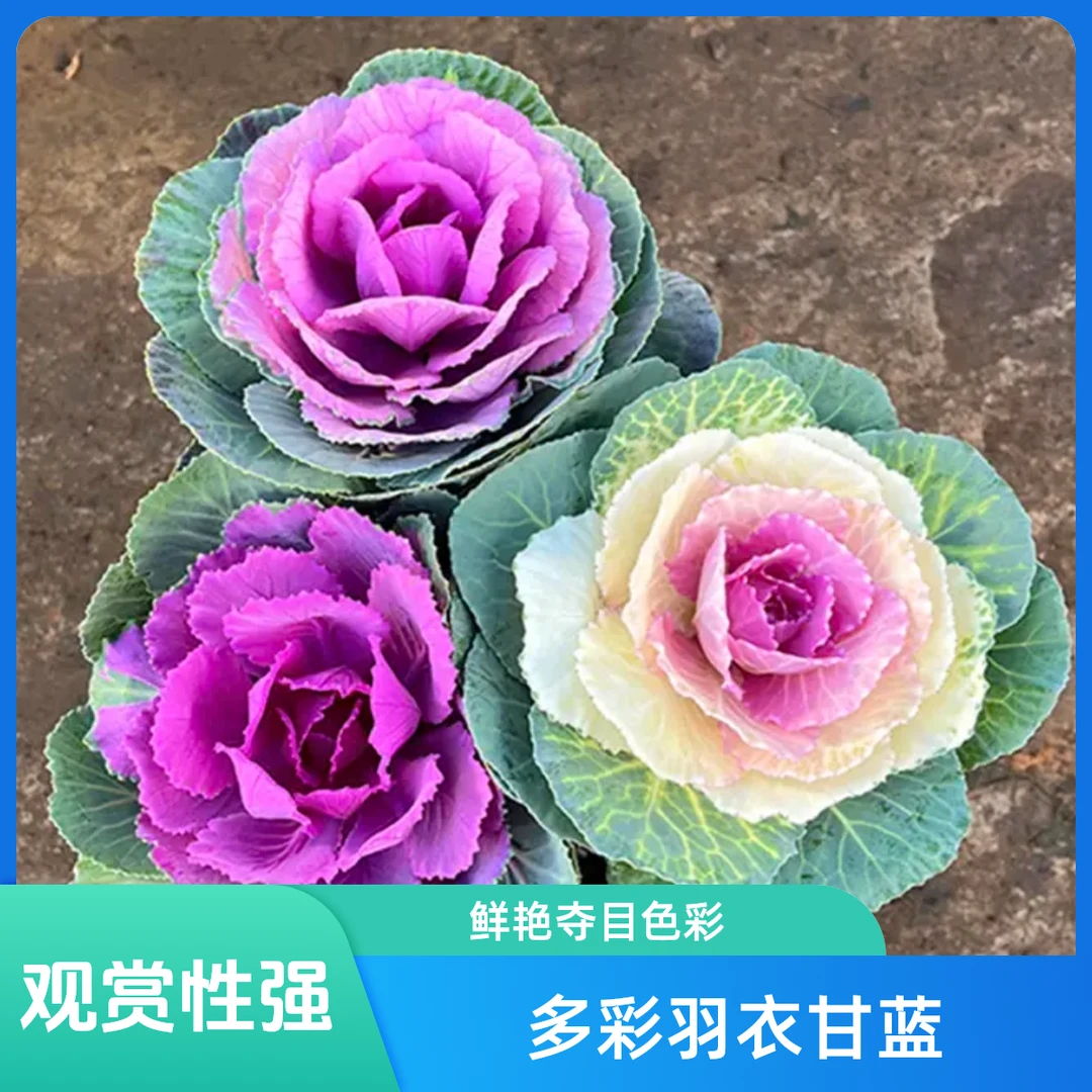 羽衣甘蓝盆栽 老桩 耐寒花卉 盆栽 庭院 基地直发 独颗整装