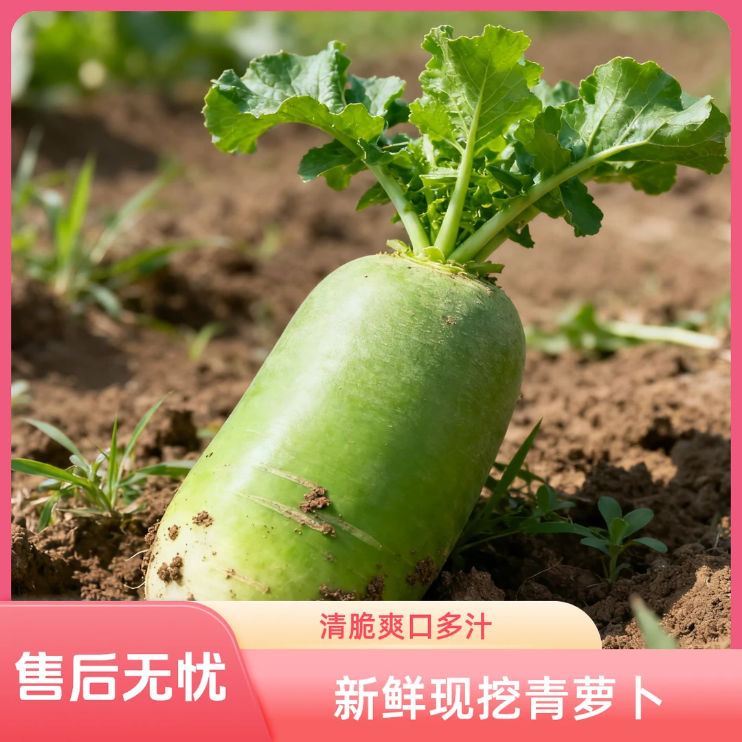 河南青萝卜水果萝卜萝卜甜脆水果型辣萝卜沙地青萝卜10斤新鲜生吃