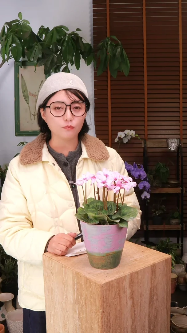 全部花朵 幻雅仙客来 带盆种好 顺丰包邮