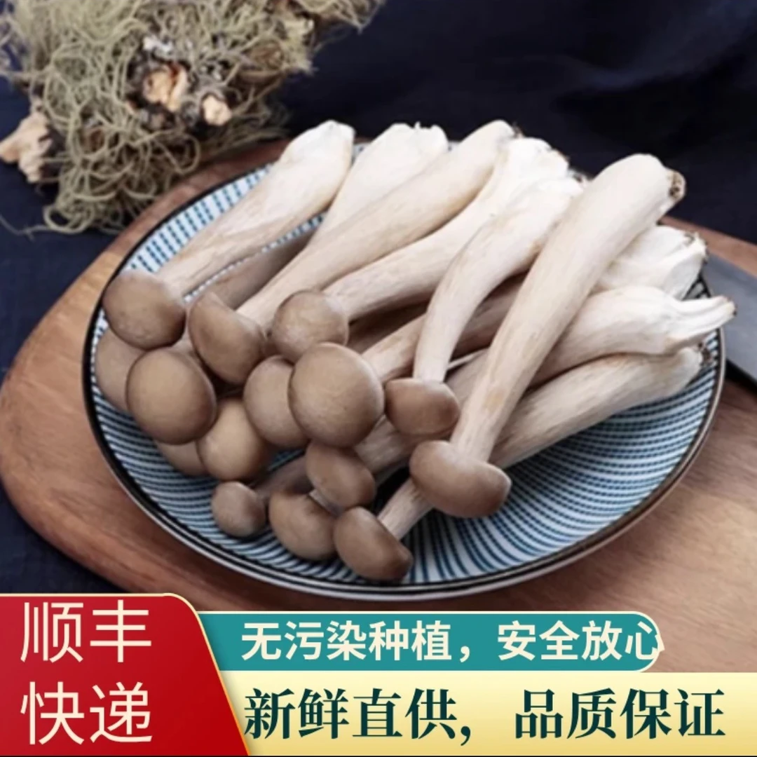 【顺丰快递】新鲜鹿茸菇精选新鲜采摘超值装火锅炖汤食用菌净重1kg