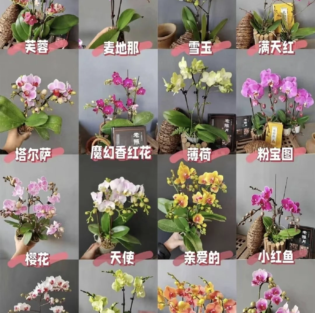 蝴蝶兰特价处理(整个剑断售后其他情况不售后)（0°以下必须拍保温）
