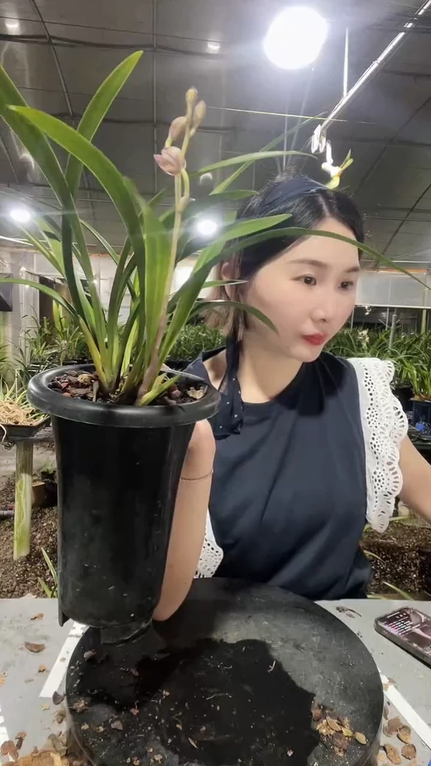 无花朵2855  12凤舞