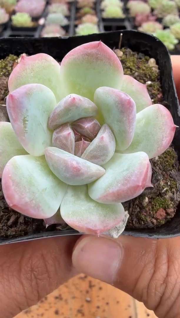 东云多肉园二店-113