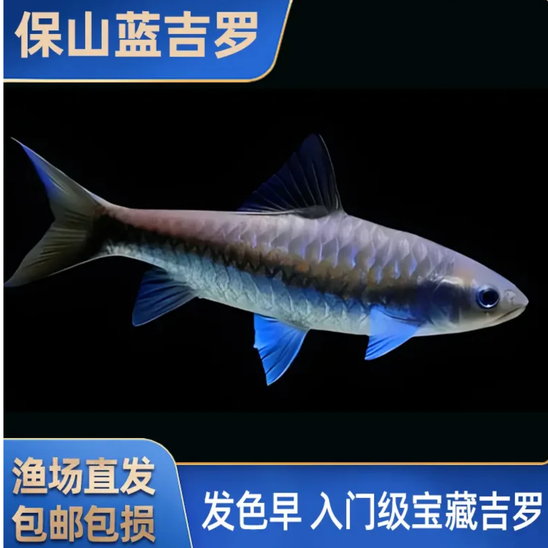 保山蓝吉罗异口蓝吉罗一物一拍专用链接（无开箱视频不包损）