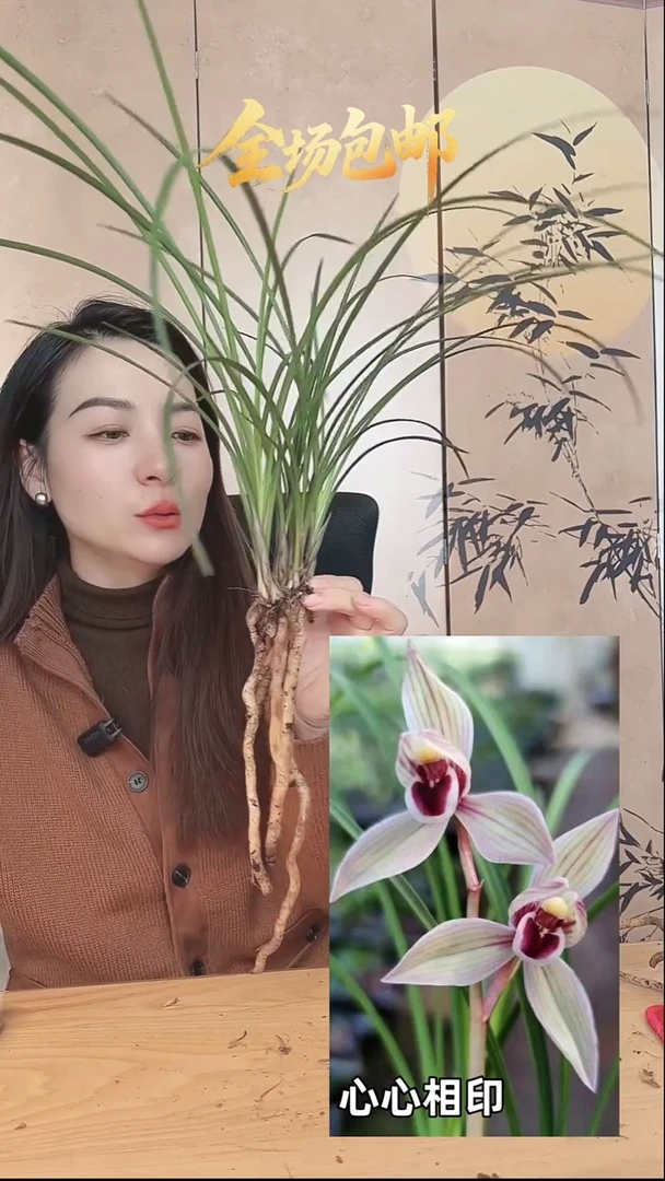 当前无花栽培后可以开花：心心相印
