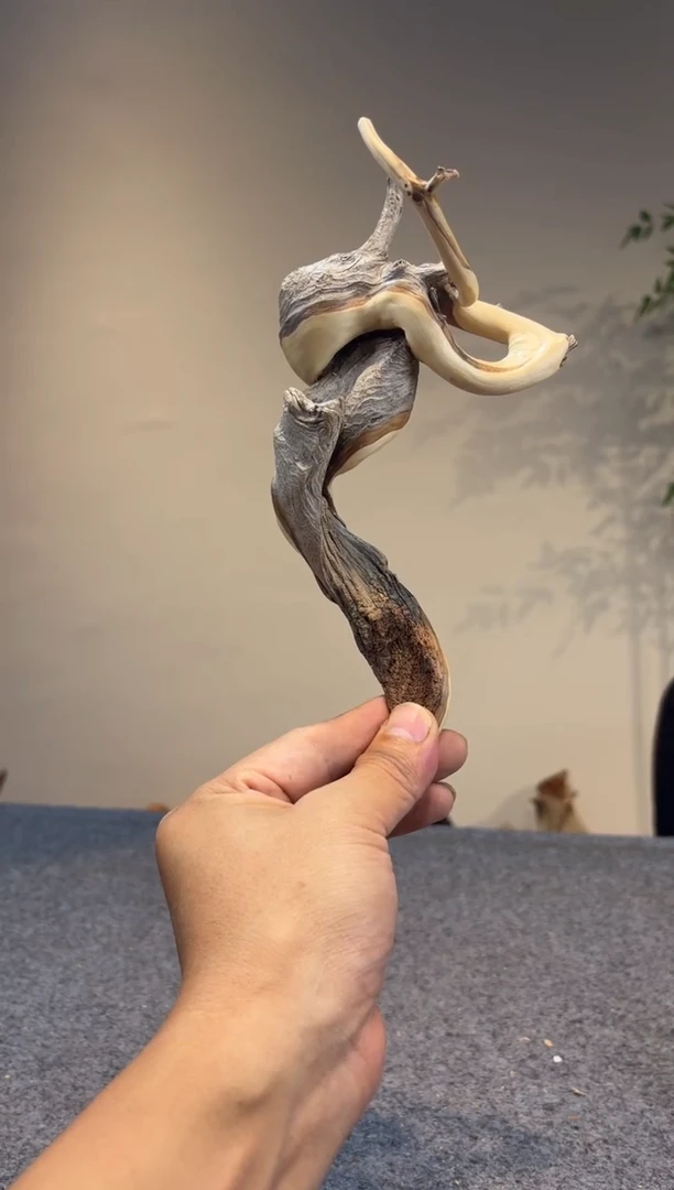 柏木（崖柏）崖柏崖柏