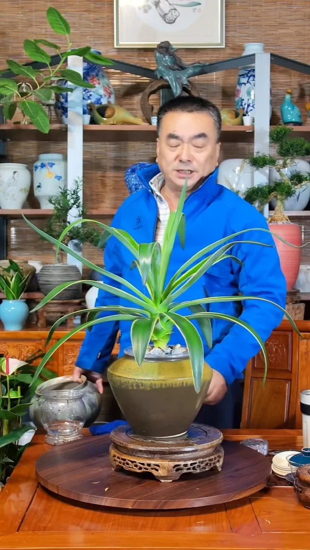 无花朵野**仙水之韵水培龙舌兰