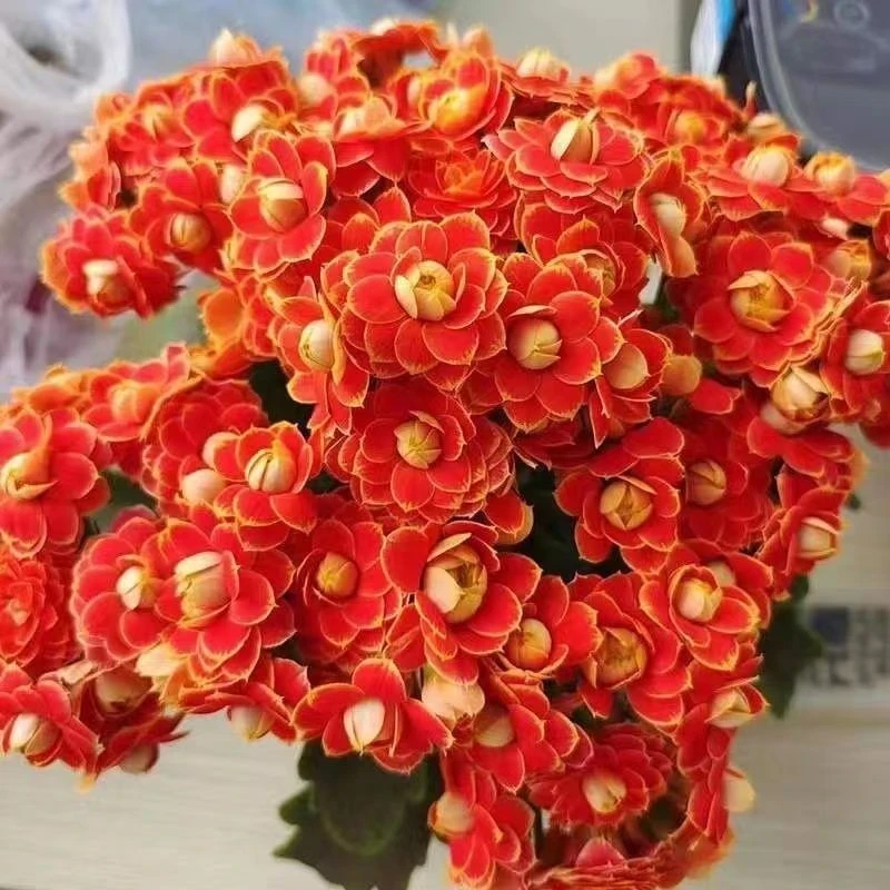 新品长寿花金狐狸重瓣四季开花卉种籽懒人易种桌面观赏抗辐花种