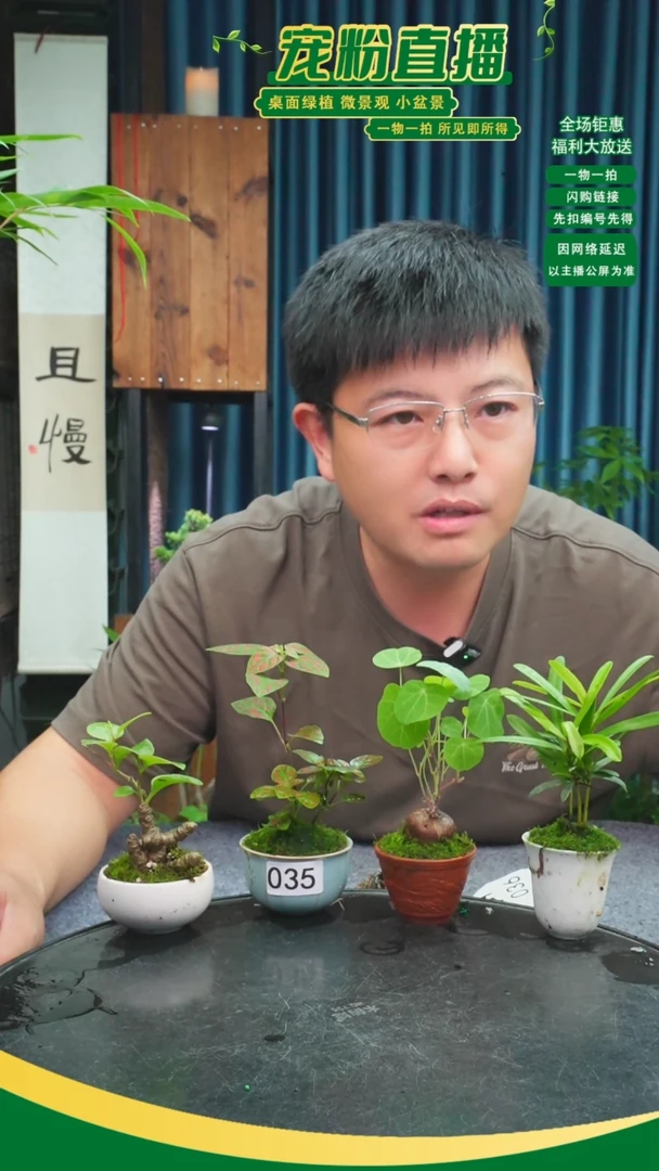 无花朵牛*宝苔藓微景观035号