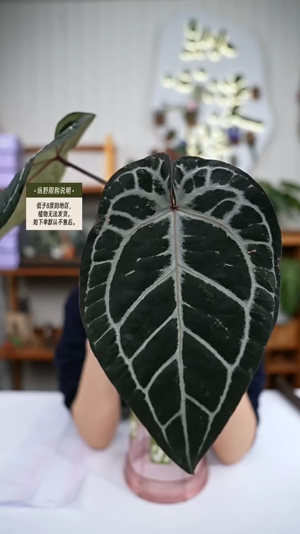 完全开放Y93红水晶杂