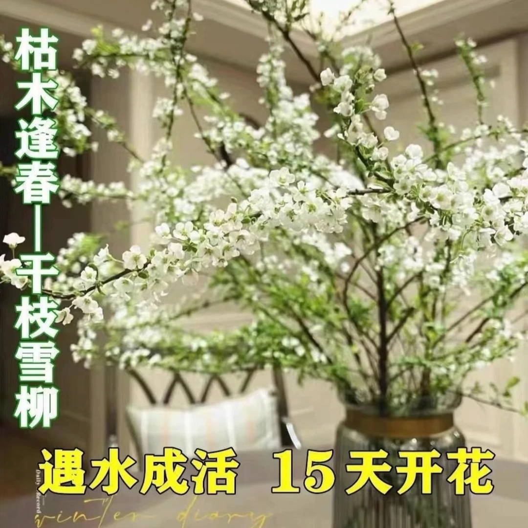 雪柳鲜枝水培耐寒开花室内外桌摆花卉绿植遇水枯木逢春