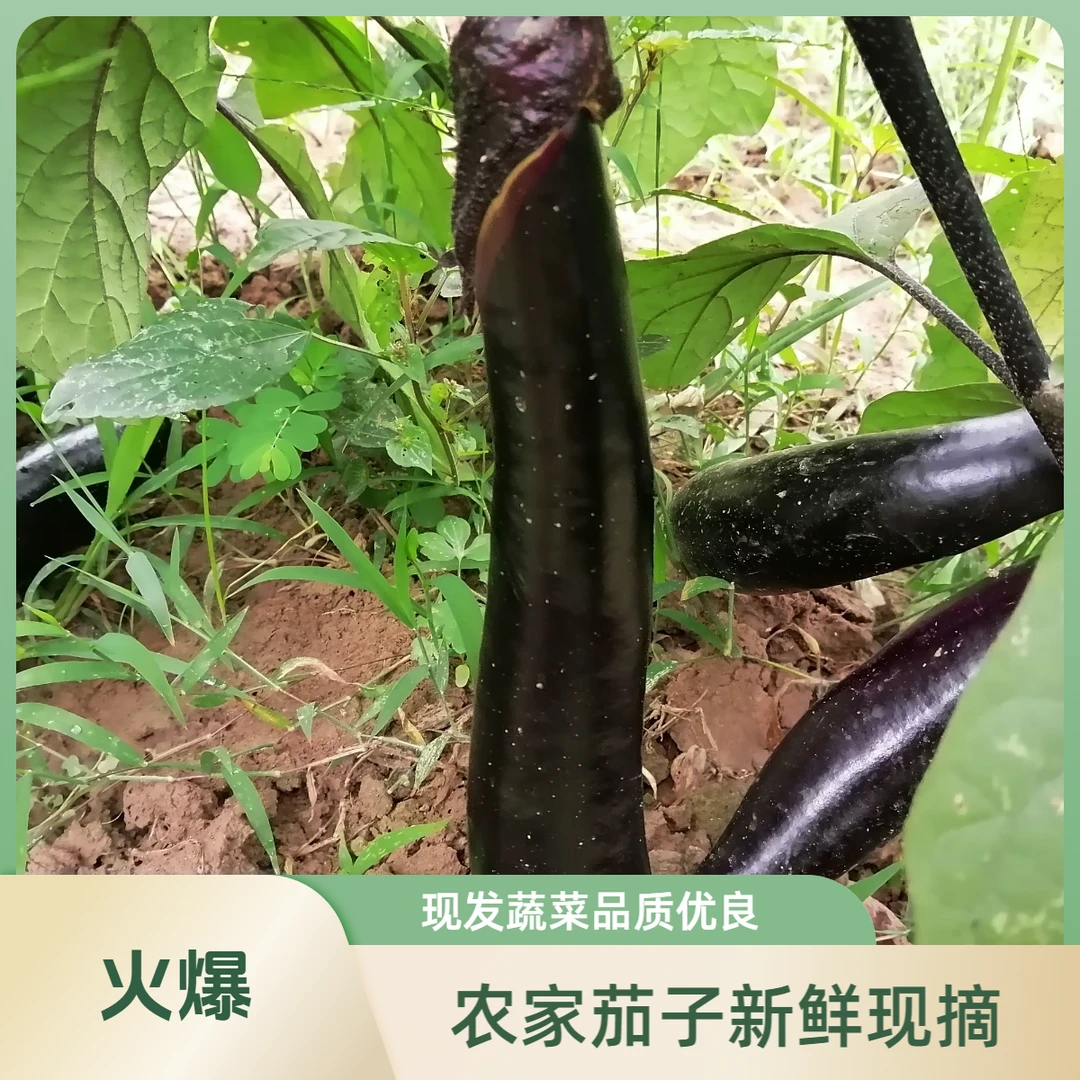 农家肥种露天蔬菜紫皮茄子长茄子新鲜现摘现发