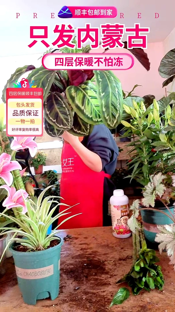 完全开放紫背孔雀尾