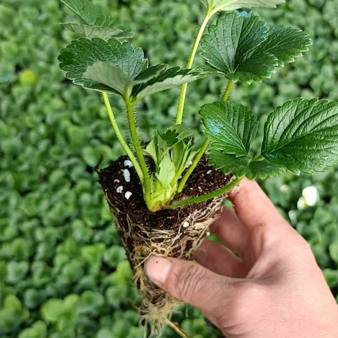 四季草莓苗穴盘苗新苗盆栽带土奶油红颜四季结果阳台种植带花带果