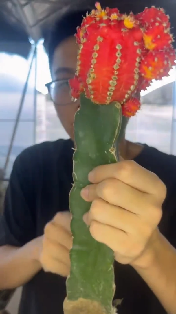 3颗 橙红彩带【嫁接】