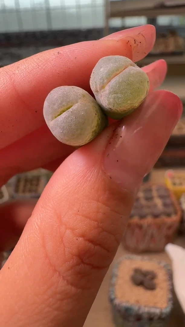 19-240多肉植物肉锥美小眼一颗