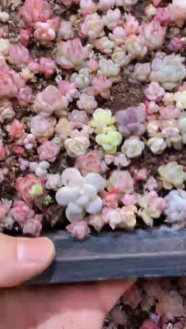 【闪购商品】003蜜糖珍妮量拍1盒