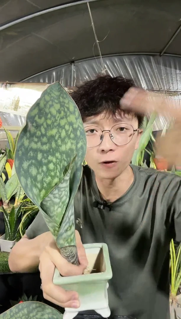 翡翠宝镜单叶带心裸根25厘米起10.8