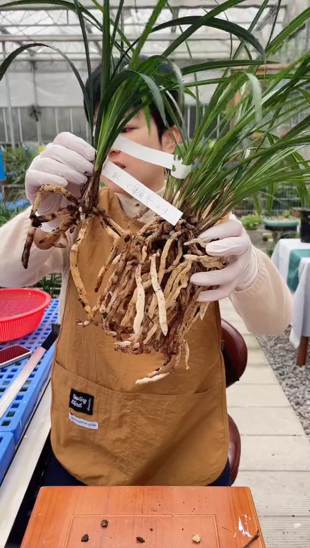 当前无花朵，栽培后可花朵虫*龙字，集圆，，，虫人