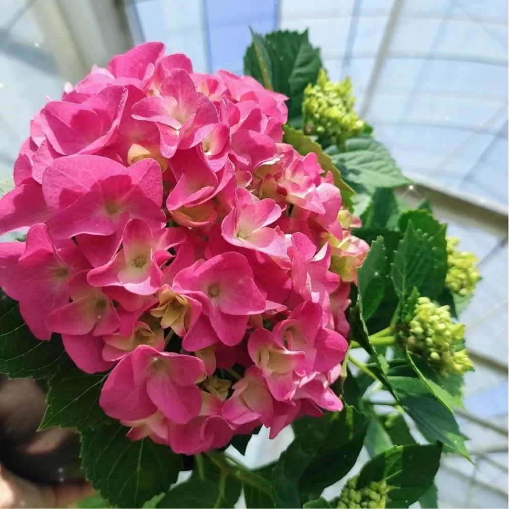 【嘉遇】沉香 8个头 粉色  大花绣球盆栽花卉 带花苞发货 1加仑