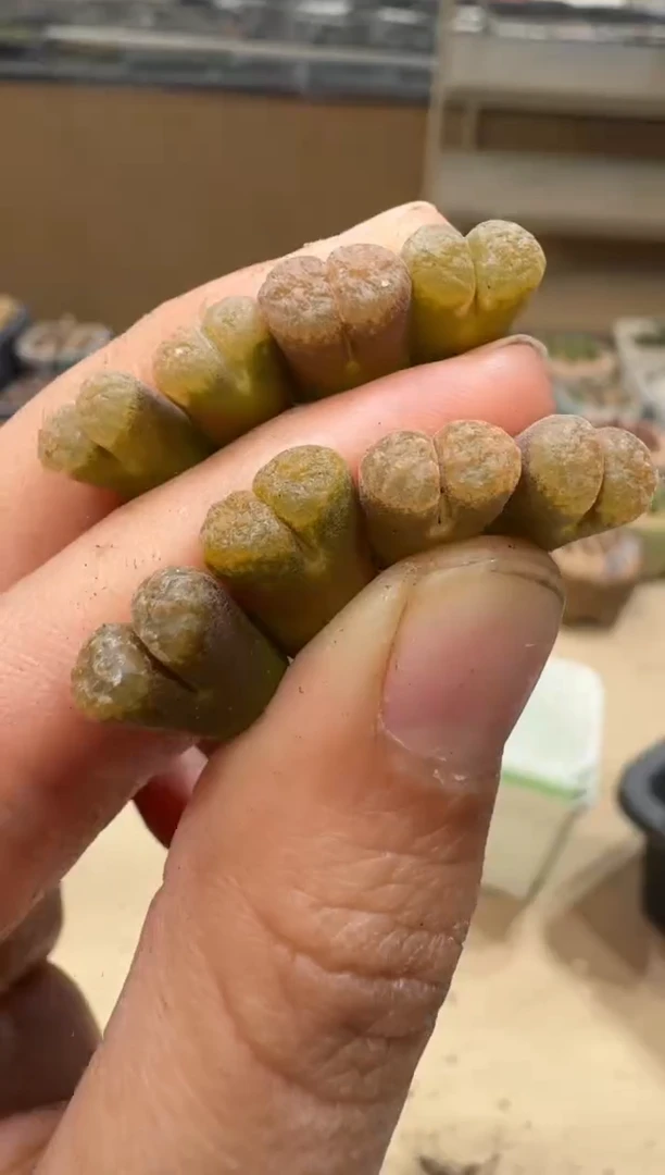 6-9多肉植物肉锥