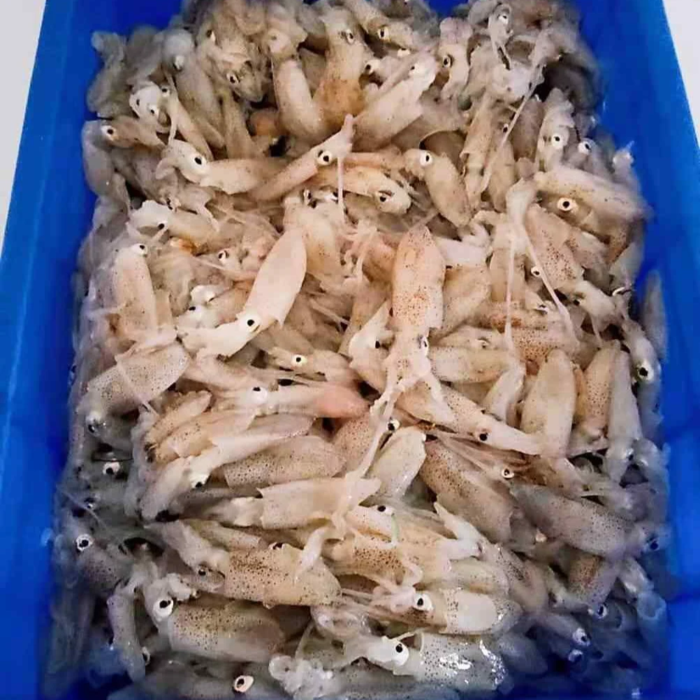 【精选海兔】深海捕捞船冻锁鲜鱼香浓郁营养丰富顺丰直达