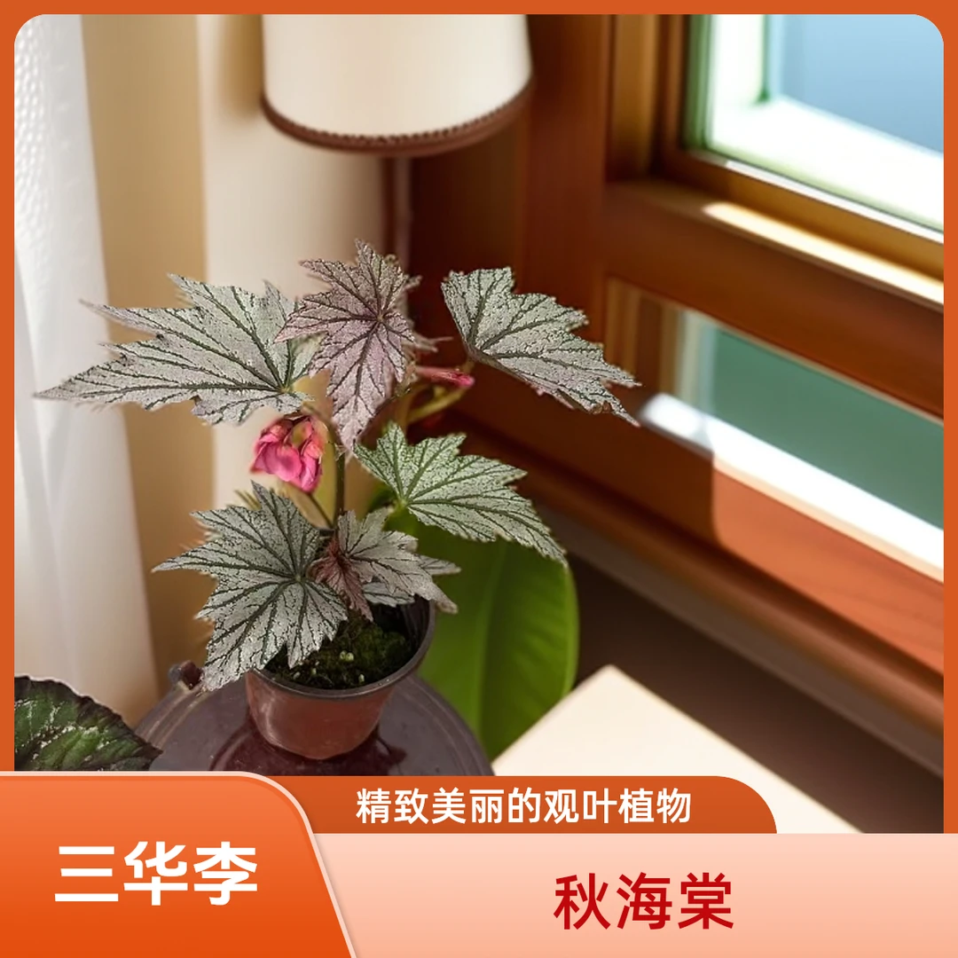 三华李 秋海棠热植 福利款不包叶损