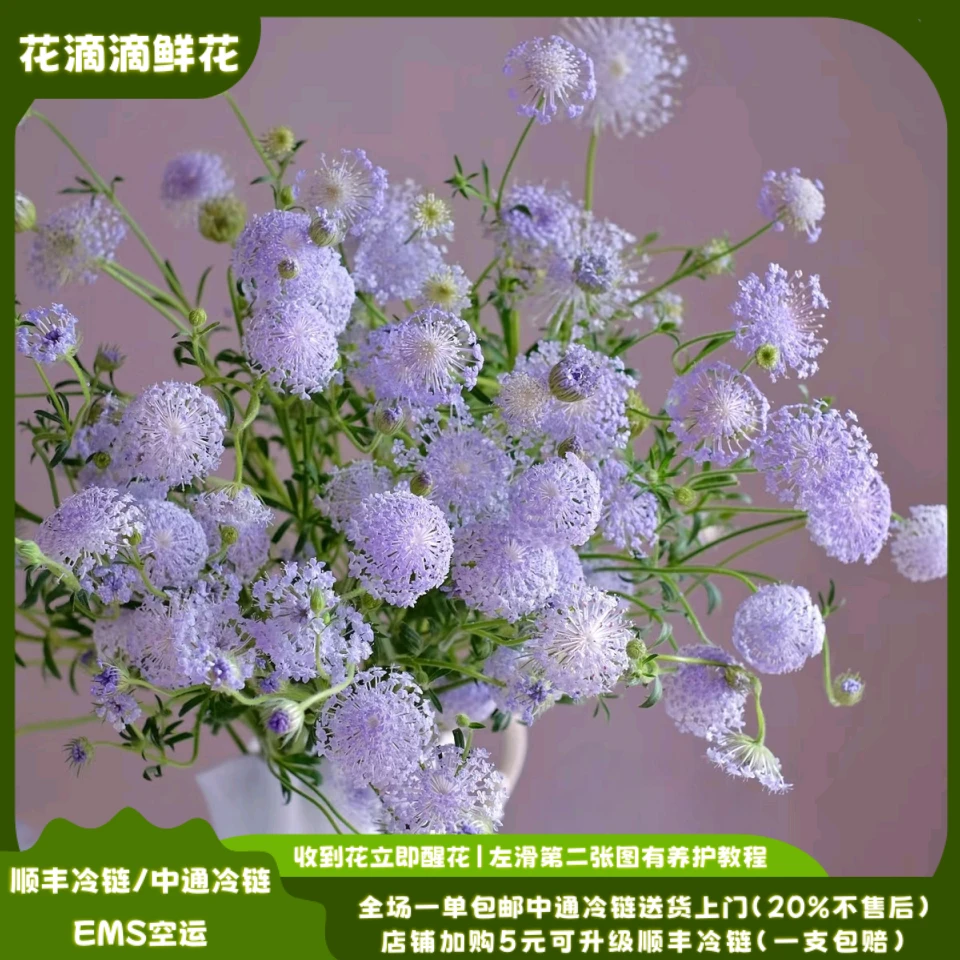 家用鲜花草花翠珠，云南鲜花基地直发