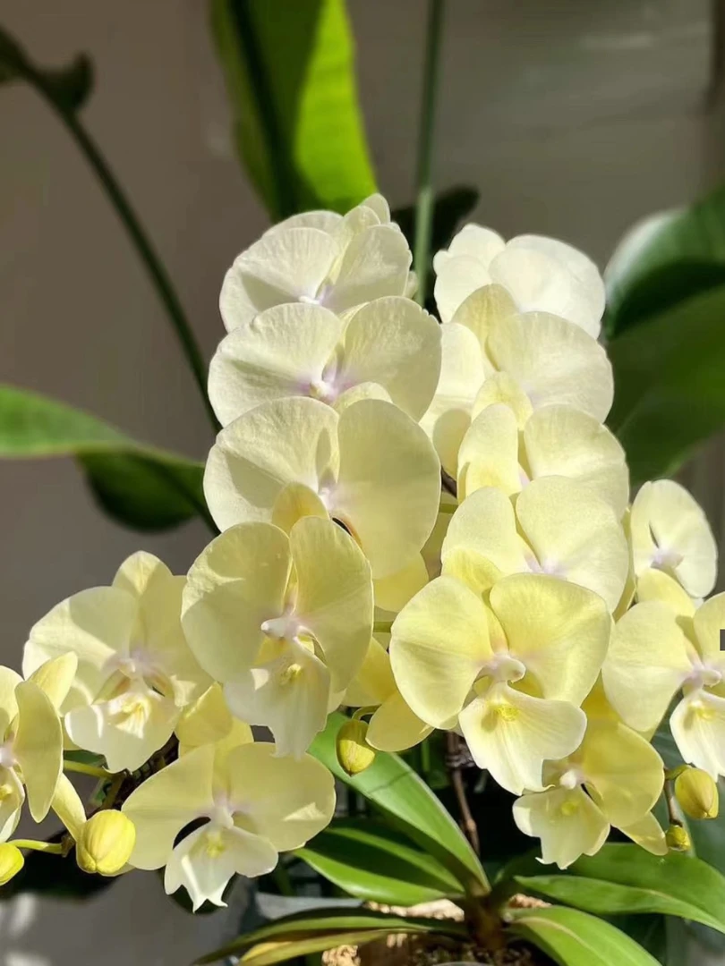 【大吉大利】 蝴蝶兰基地直发四季鲜花组盆